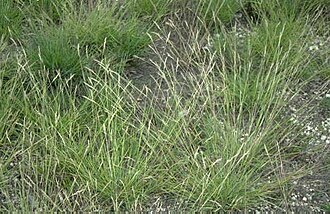 Poverty Oatgrass (Danthonia spicata)