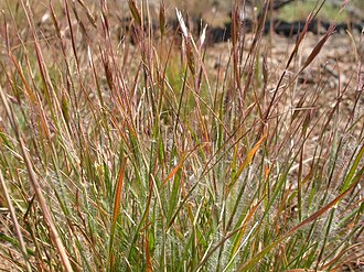 Onespike Oatgrass (Danthonia unispicata)