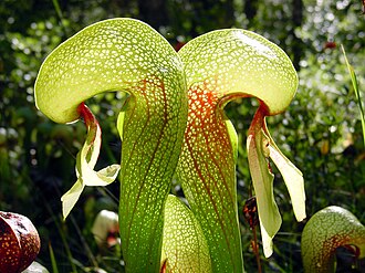California Pitcher Plant (Darlingtonia californica)