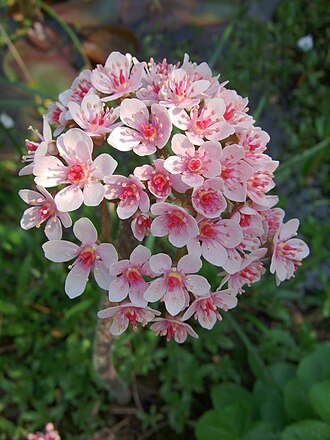 Umbrella Plant (Darmera peltata)