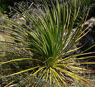 Green Sotol (Dasylirion leiophyllum)