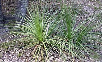 Texas Sotol (Dasylirion texanum)