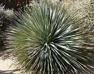 Desert Spoon (Dasylirion wheeleri)