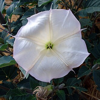 Sacred Datura (Datura wrightii)