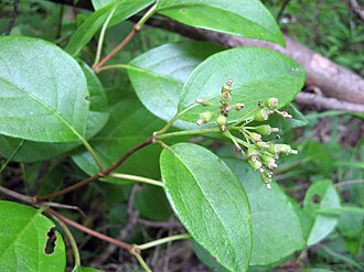 Climbing Hydrangea (Decumaria barbara)