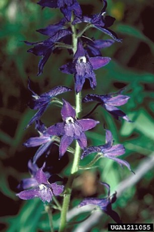 Subalpine Larkspur (Delphinium barbeyi)