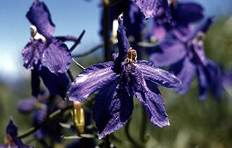 Little Larkspur (Delphinium bicolor)