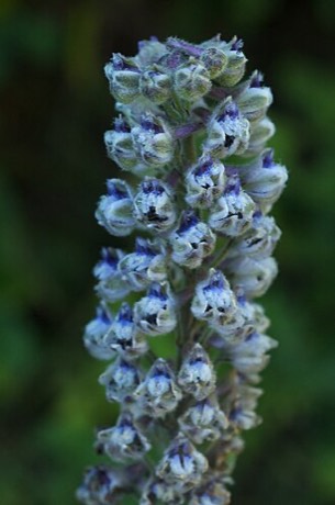 California Larkspur (Delphinium californicum)