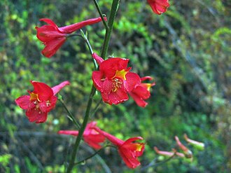 Scarlet Larkspur (Delphinium cardinale)