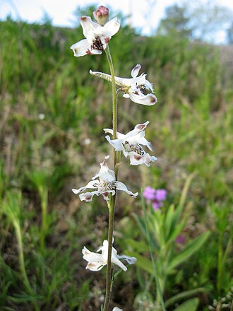 Carolina Larkspur (Delphinium carolinianum)