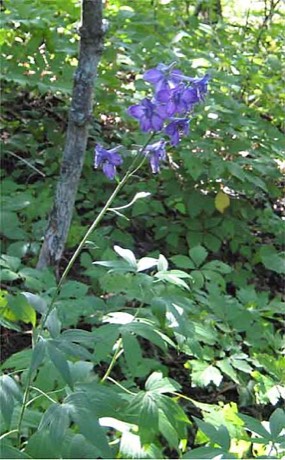 Tall Larkspur (Delphinium exaltatum)