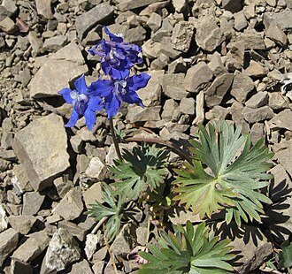 Rockslide Larkspur (Delphinium glareosum)