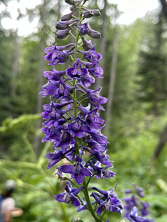 Sierra Larkspur (Delphinium glaucum)