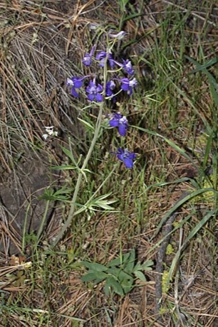 Twolobe Larkspur (Delphinium nuttallianum)