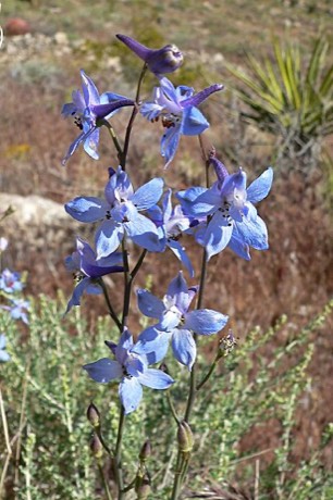 Desert Larkspur (Delphinium parishii)