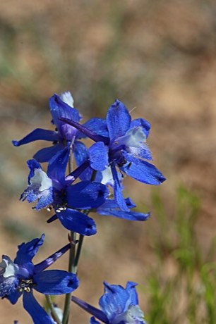 Barestem Larkspur (Delphinium scaposum)