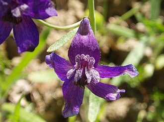 Royal Larkspur (Delphinium variegatum)