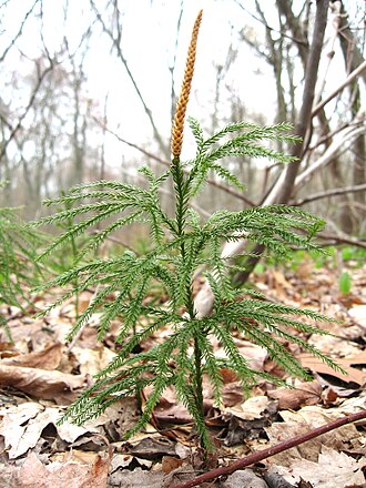 Princess Pine (Dendrolycopodium obscurum)