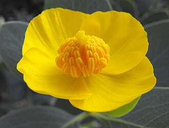 Island Bush Poppy (Dendromecon harfordii)