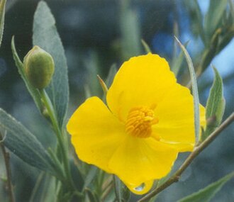 Bush Poppy (Dendromecon rigida)