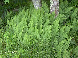 Hay-scented Fern (Dennstaedtia punctilobula)