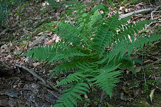 Silvery Glade Fern (Deparia acrostichoides)