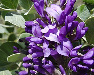 Texas Mountain Laurel (Dermatophyllum secundiflorum)