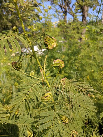 Illinois Bundleflower (Desmanthus illinoensis)