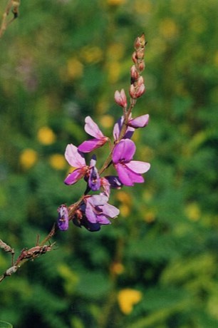 Showy Tick Trefoil (Desmodium canadense)