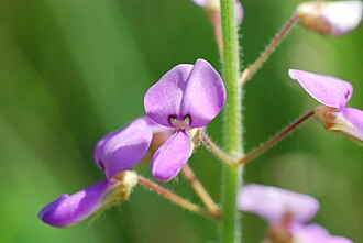 Illinois Tick Trefoil (Desmodium illinoense)