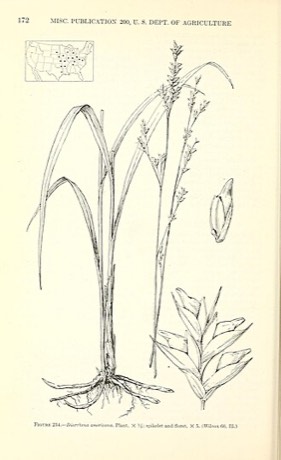 American Beakgrain (Diarrhena americana)