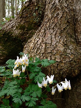Dutchman's Breeches (Dicentra cucullaria)