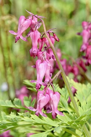 Fringed Bleeding Heart (Dicentra eximia)