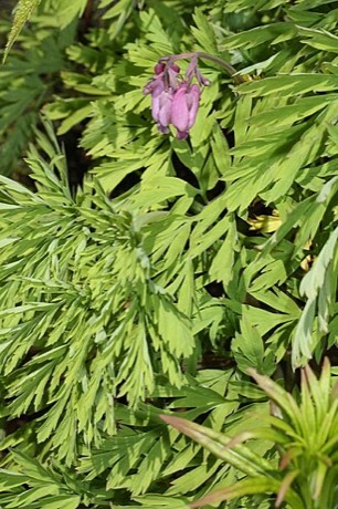 Pacific Bleeding Heart (Dicentra formosa)