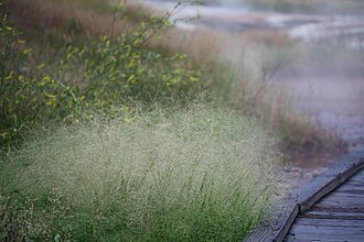 Tapered Rosette Grass (Dichanthelium acuminatum)