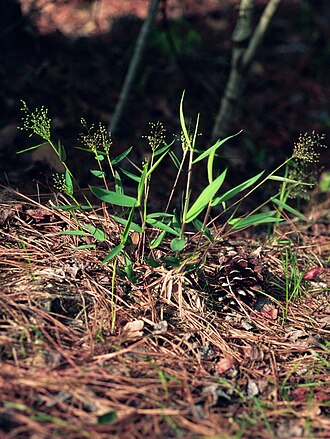 Variable Panicgrass (Dichanthelium commutatum)