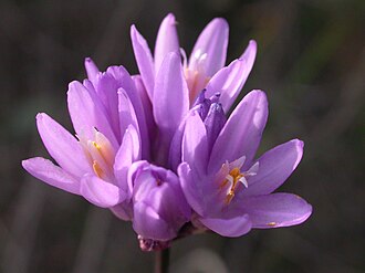 Blue Dicks (Dichelostemma capitatum)