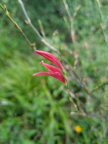 Sixangle Foldwing (Dicliptera sexangularis)
