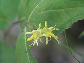 Northern Bush Honeysuckle (Diervilla lonicera)