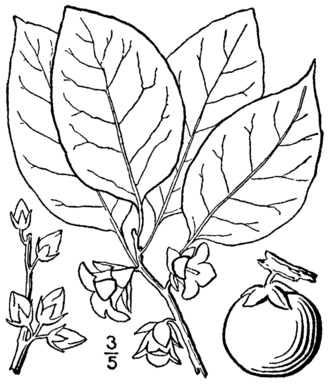 American Persimmon (Diospyros virginiana)