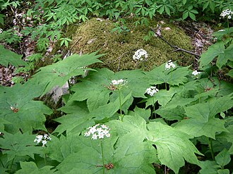 Umbrella Leaf (Diphylleia cymosa)