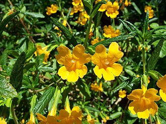 Sticky Monkeyflower (Diplacus aurantiacus)