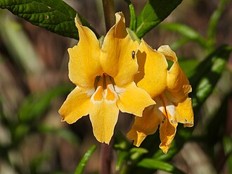 Southern Bush Monkeyflower (Diplacus longiflorus)