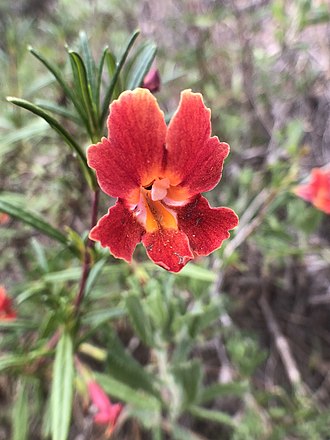Red Bush Monkeyflower (Diplacus puniceus)