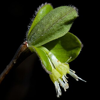 Eastern Leatherwood (Dirca palustris)