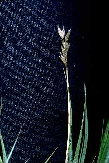 Saltgrass (Distichlis spicata)