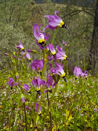 Padre's Shooting Star (Dodecatheon clevelandii)