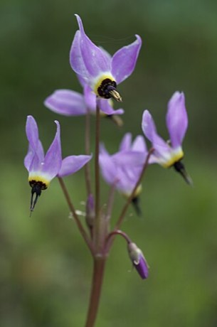 Henderson's Shooting Star (Dodecatheon hendersonii)