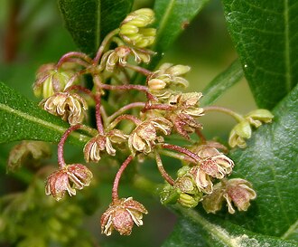 Hopbush (Dodonaea viscosa)