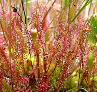 English Sundew (Drosera anglica)